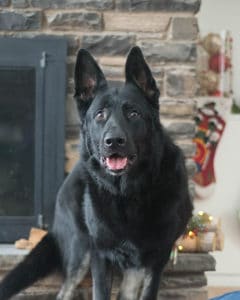 Male Dog Vito Vonsila Kennels