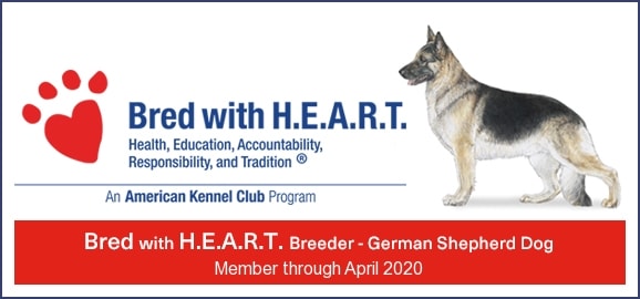 kennel club german shepherd breeders
