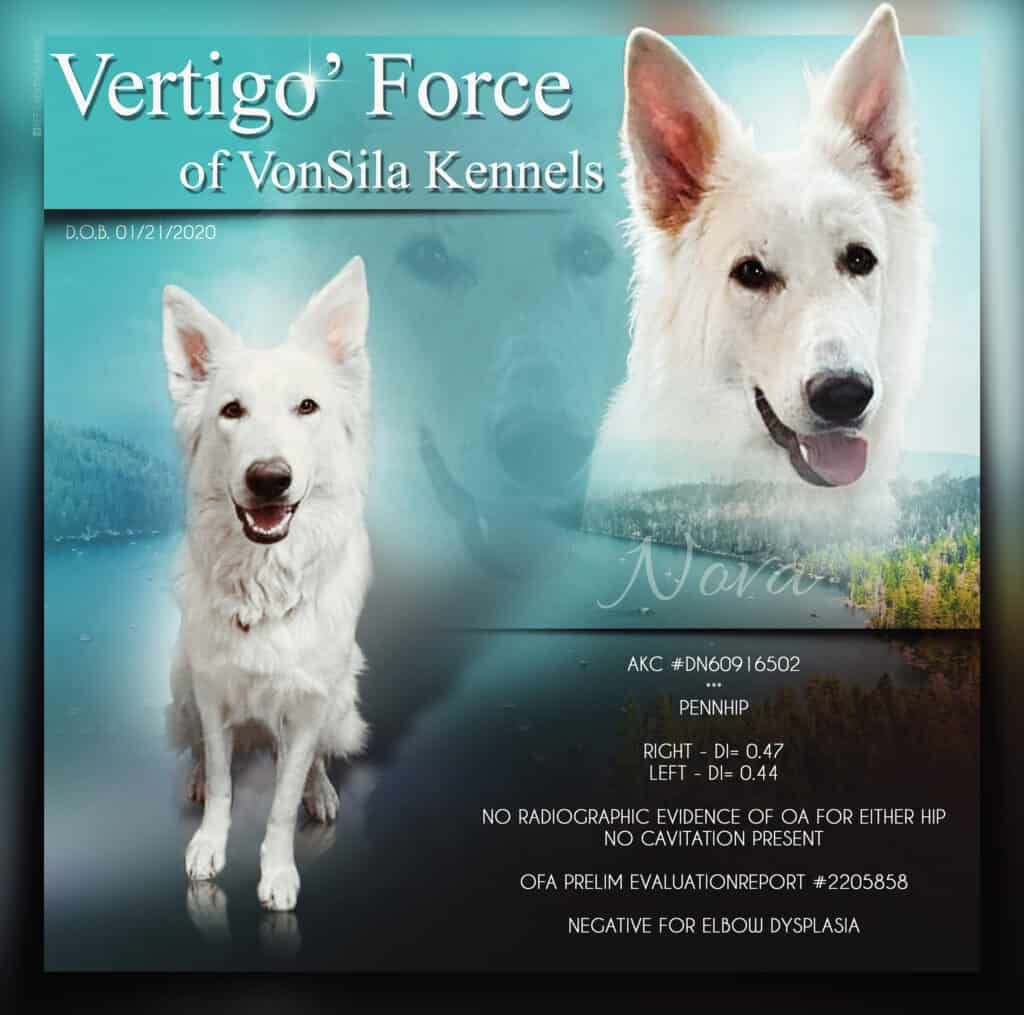 Vertigo's Force of VonSila Kennels/ aka "Nova" (Kim Novak)